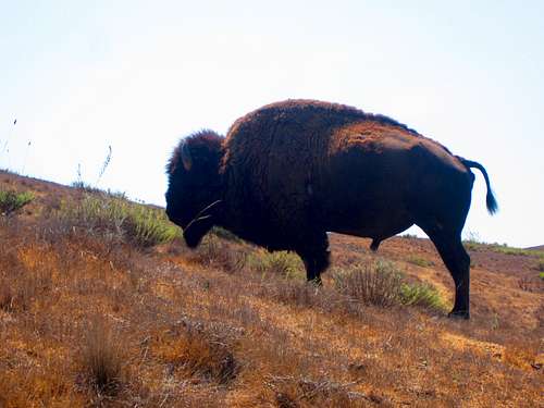 The bison seemed undisturbed by my passing