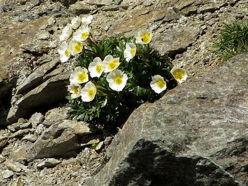 Ranunculus glacialis on the Hintere Jamspitze