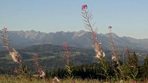 Fireweed and sunrise on the High Tatras