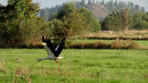 Stork taking off