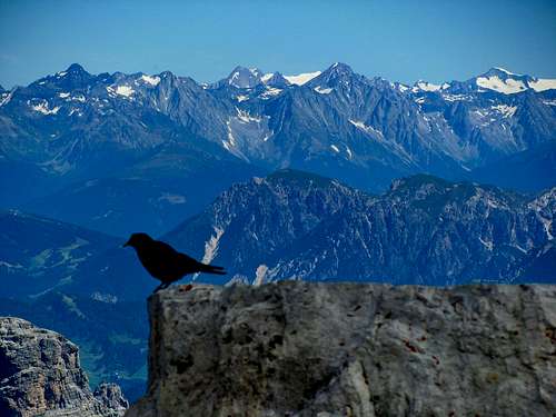 Crow with Tauern in background