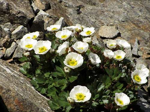 Ranunculus glacialis on the Hintere Jamspitze