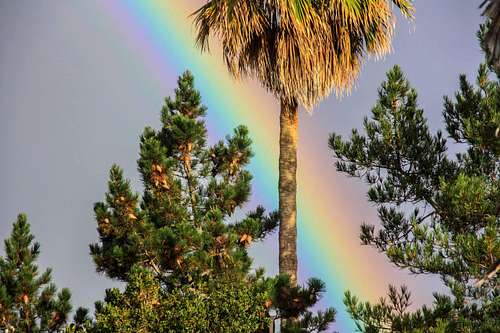 Rainbow through palm