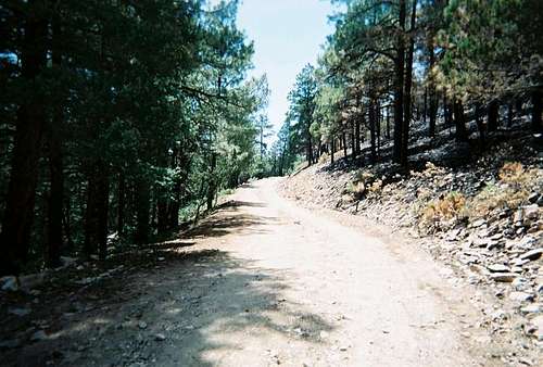 Forest Road 102