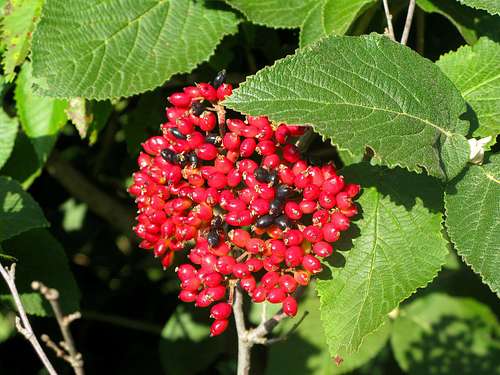 Viburnum lantana