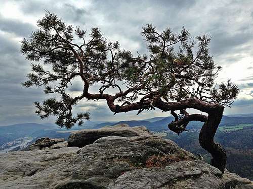 Little pine tree on top of the Lilienstein