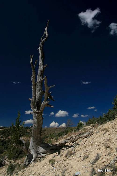 Dead Tree on Cundick Ridge