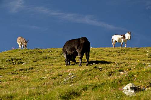 Two donkeys and a black cow grazing on nearly 2700 meters