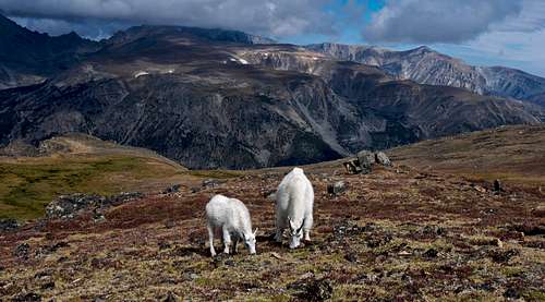 One last picture of goats on the FTD Plateau