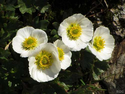 Ranunculus glacialis