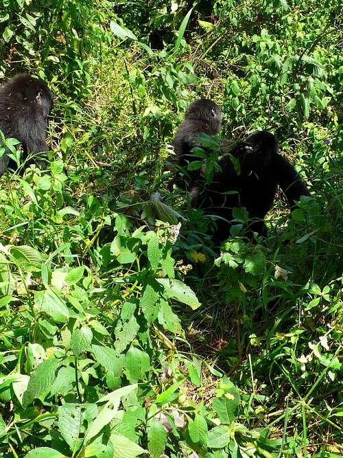 Mountain Gorilla with Two Infants