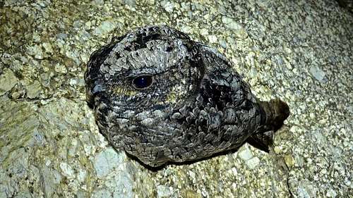Common Poorwill on Jacobs Ladder.