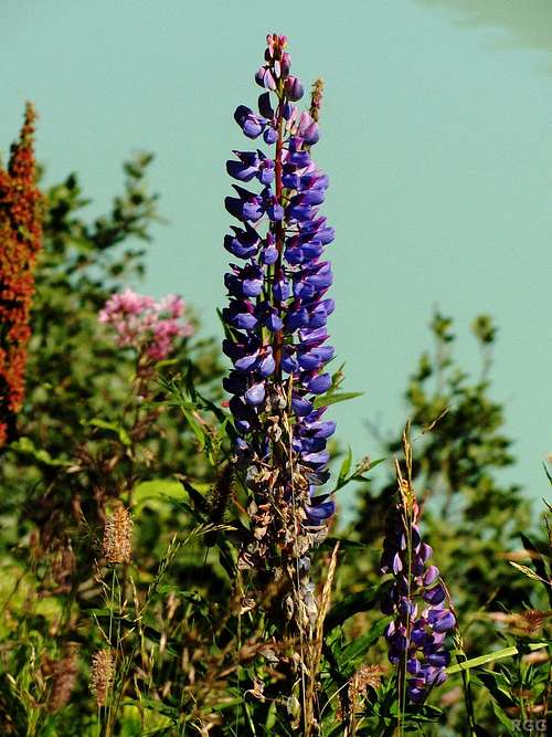 Lupines at the banks of the Kops Speicher