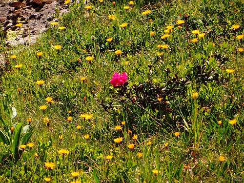 A solitary alpenrose surrounded by dandelions