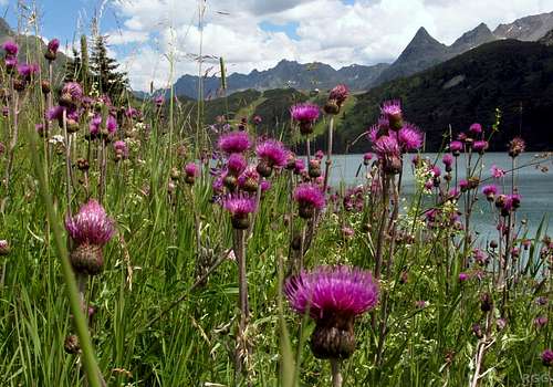 Alpine flowers in the Silvretta group