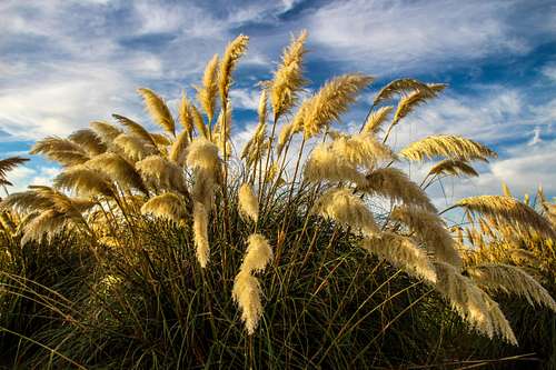 Cluster of Pampas grass