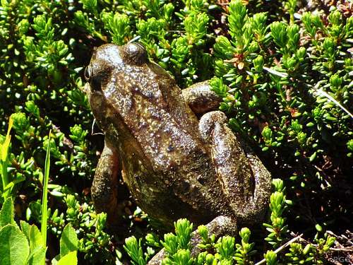 What's a toad doing at almost 2200 m?
