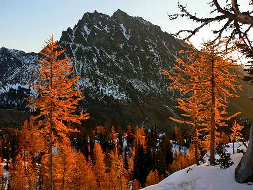 Stuck between a larch and a cold place