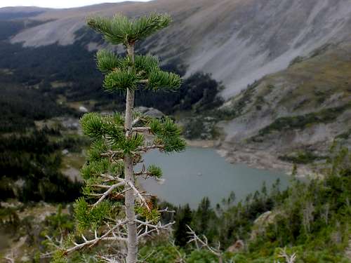 Tree Impeded View of Lake Isabelle