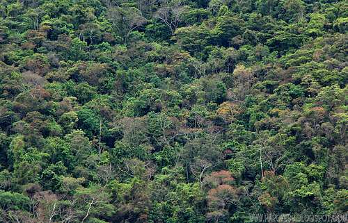 Forest, natural forest