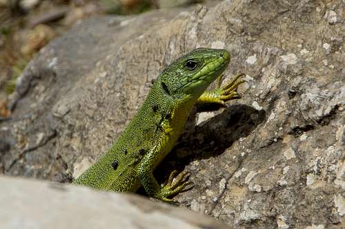Eastern Green Lizard (Lacerta media)