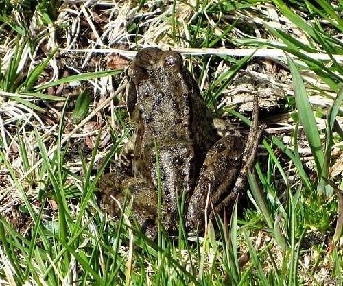 A toad near the Andelsalm