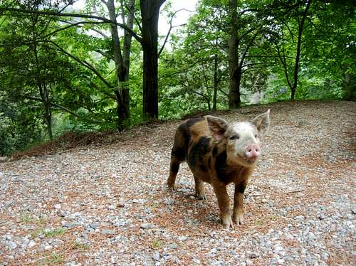 Bavedda  wild black pig, can see it everywhere...