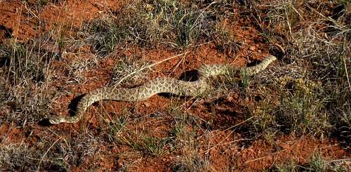 Prairie Rattlesnake