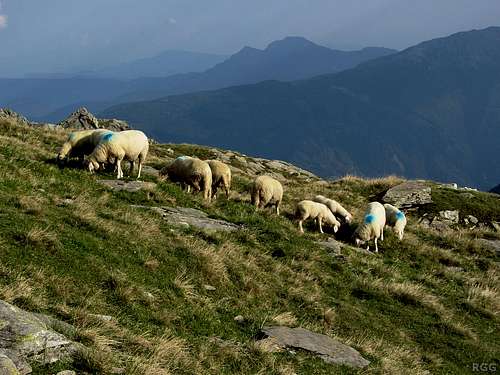 Sheep on the western slopes of the Lazinser Rötelspitze