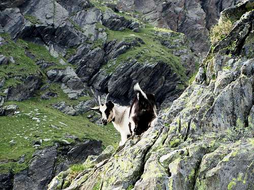 A goat on the western slopes of the Lazinser Rötelspitze