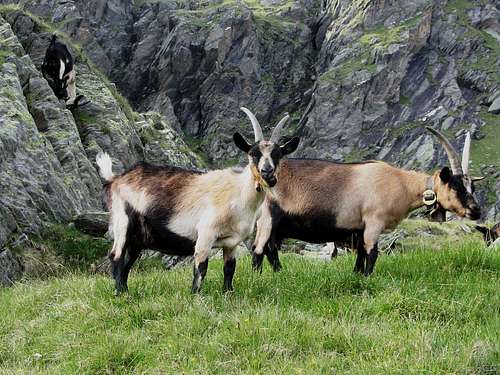 Goats on the western slopes of the Lazinser Rötelspitze