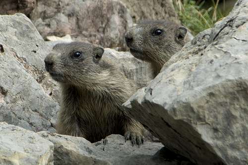 Marmot Twins