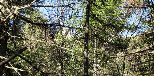 Mount Carleton through the trees