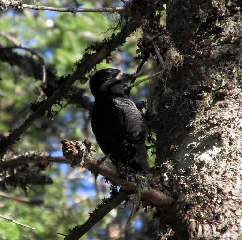 Mount Carleton, woodpecker