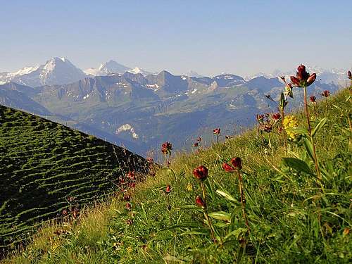 Brienzer Rothorn from the N (by Eisee)