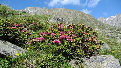 Alpenrose in the Texel Group