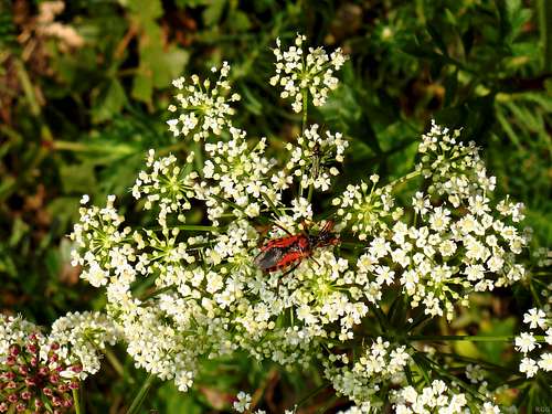 A strange insect on hogweed flowers