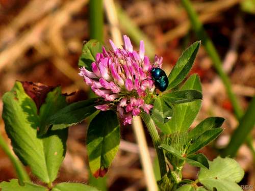 A small beetle exploring a red clover flower (Trifolium pratense)