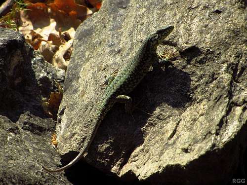 Sunbathing common wall lizard (Podarcis muralis)