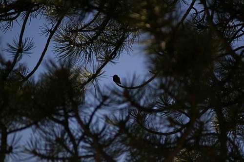 Hummingbird near Elbert trailhead