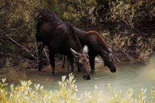 Mamma moose and baby moose