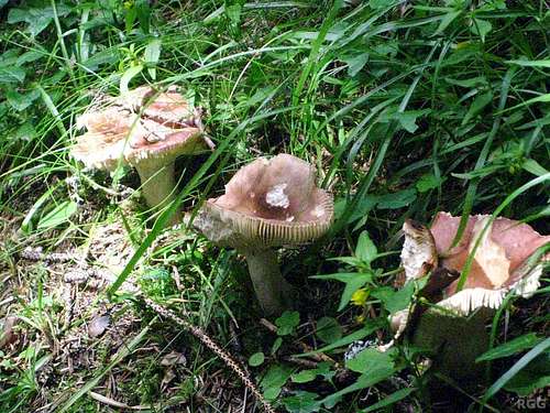 Fungi in the Texel Group