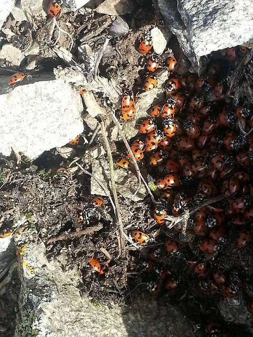 Ladybug infestation!