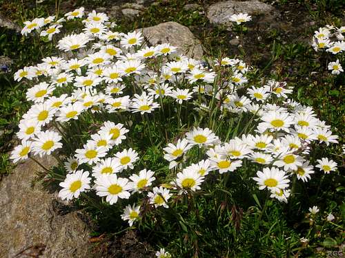 Ox-eye daisies above the tree line, just north of the Spronserjoch