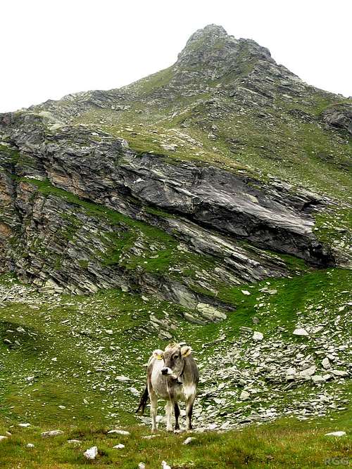 Small cow, big peak