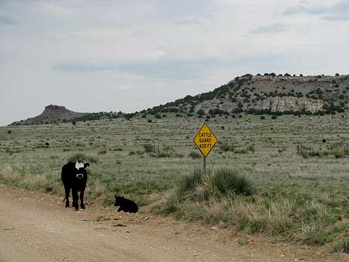 Oklahoma cows near Black Mesa