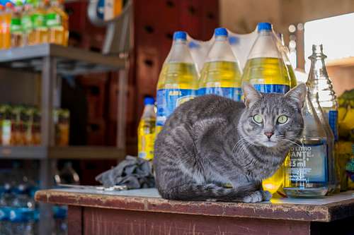 Cat in Shop, Huaraz