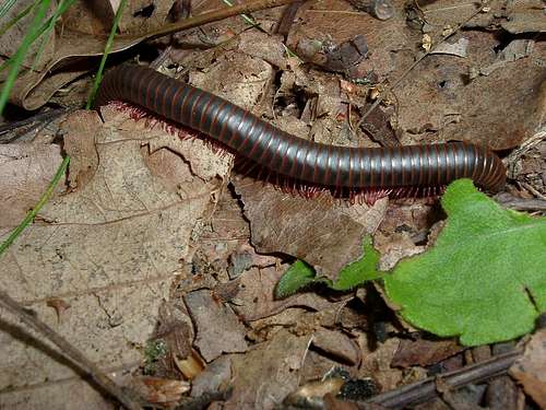 Millipede with Red Legs