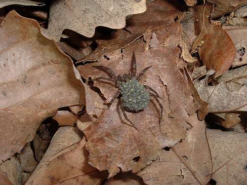 Ugly Spider near Massanutten Trail