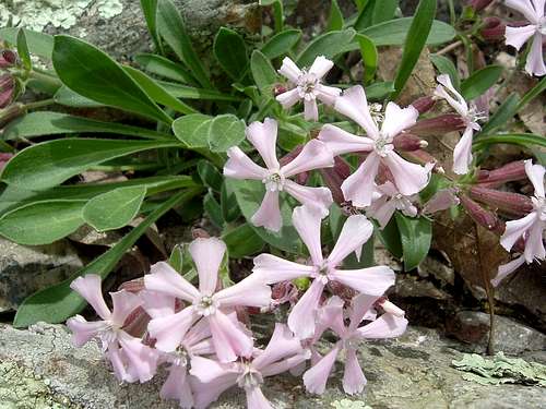 Pink Flower on Massanutten Ridge
